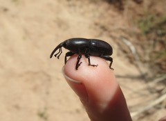 Scyphophorus
