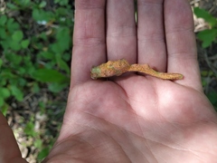 Puccinia lapsanae