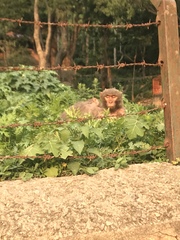 Macaca mulatta