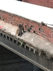 Macaca mulatta