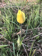 Tulipa
