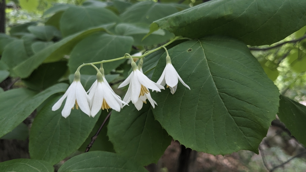 Styrax obassia (Styrax obassia)