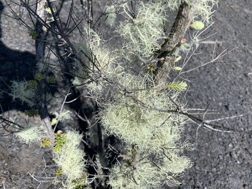 Usnea, 2024-05-18