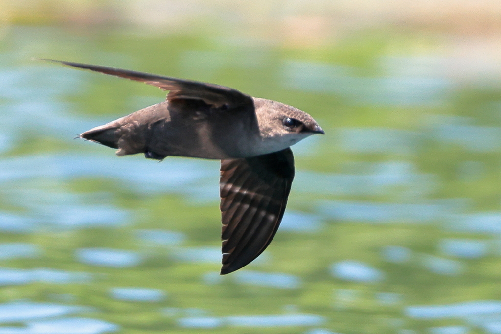 Chimney Swift (Chaetura pelagica) photo