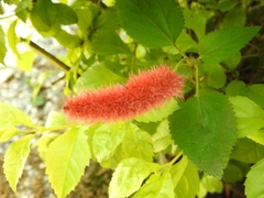 Acalypha pendula