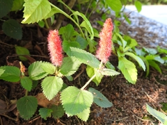Acalypha pendula