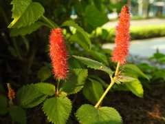 Acalypha pendula
