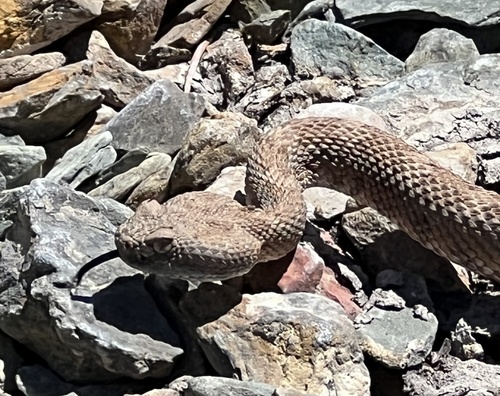 iNaturalist observation photo of Panamint Rattlesnake