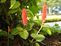 Acalypha pendula