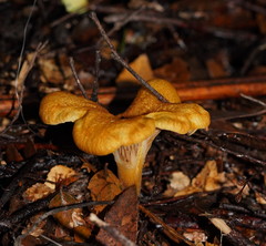 Austropaxillus muelleri