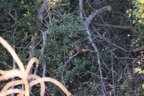 Black-and-rufous Warbling-Finch