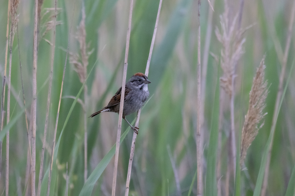 Swamp Sparrow