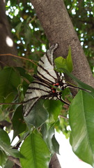 Protographium epidaus fenochionis