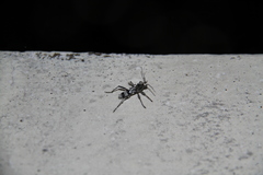 Chlorophorus macaumensis