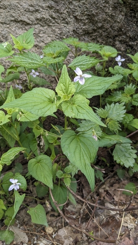 Image of Viola acuminata by (c) Cheng-Te Hsu, some rights reserved (CC BY)