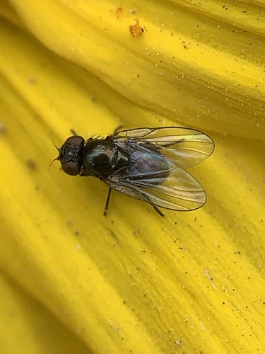 iNaturalist observation photo of Flies