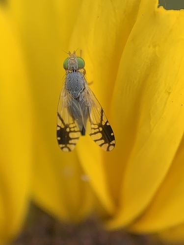 iNaturalist observation photo of Trupanea wheeleri