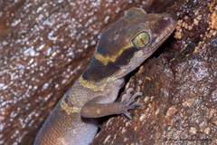 Cyrtodactylus deccanensis