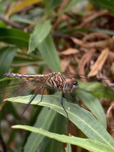 iNaturalist observation photo of Blue Dasher