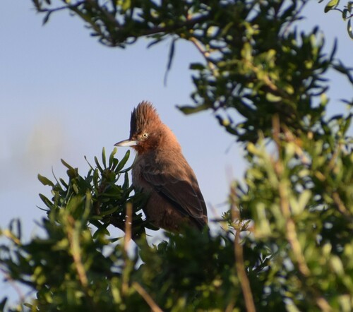 Brown Cacholote