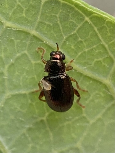 iNaturalist observation photo of Leaf Beetles
