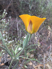 Calochortus clavatus