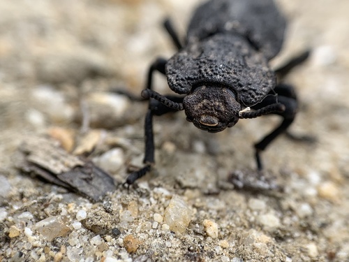 iNaturalist observation photo of Diabolical Ironclad Beetle