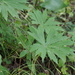 Syneilesis palmata - Photo (c) harum.koh, algunos derechos reservados (CC BY-SA), uploaded by harum.koh