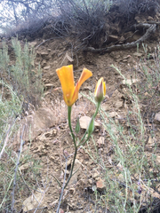 Calochortus clavatus