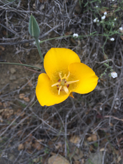 Calochortus clavatus