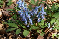 Corydalis ambigua
