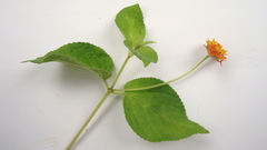 Lantana tiliaefolia