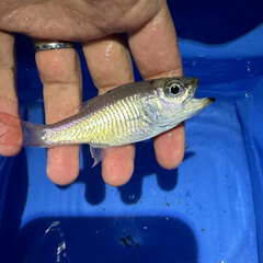Spotnape Cardinalfish photo 3