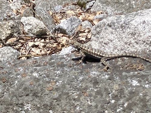 iNaturalist observation photo of Western Fence Lizard