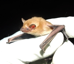Nycticeinops schlieffenii