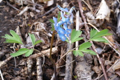 Corydalis ambigua