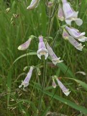 Penstemon hirsutus
