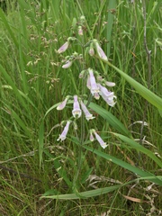 Penstemon hirsutus