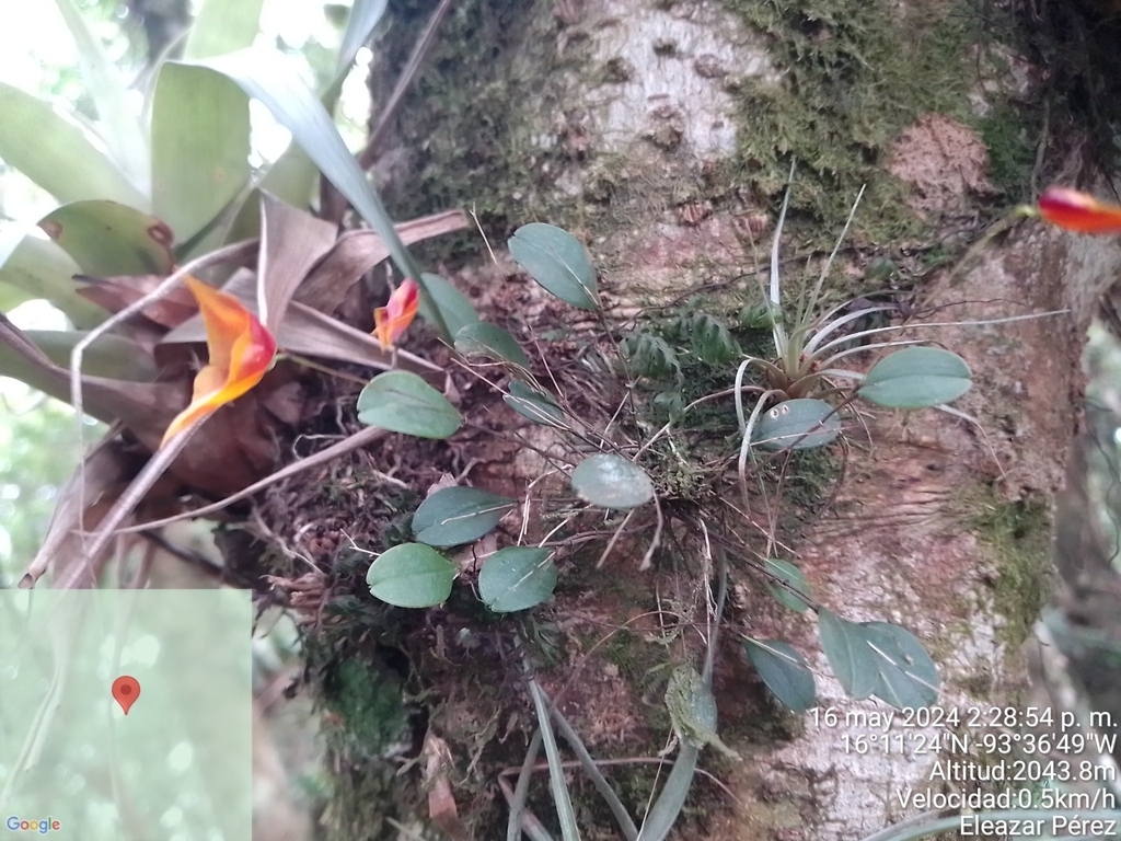 Lepanthes tenuiloba