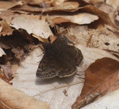 Erynnis juvenalis