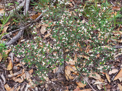 Spyridium thymifolium