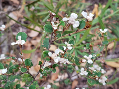 Spyridium thymifolium