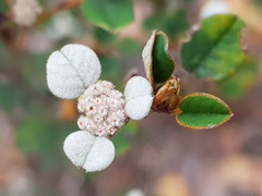Spyridium thymifolium