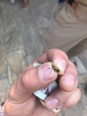 Mimastra cyanura