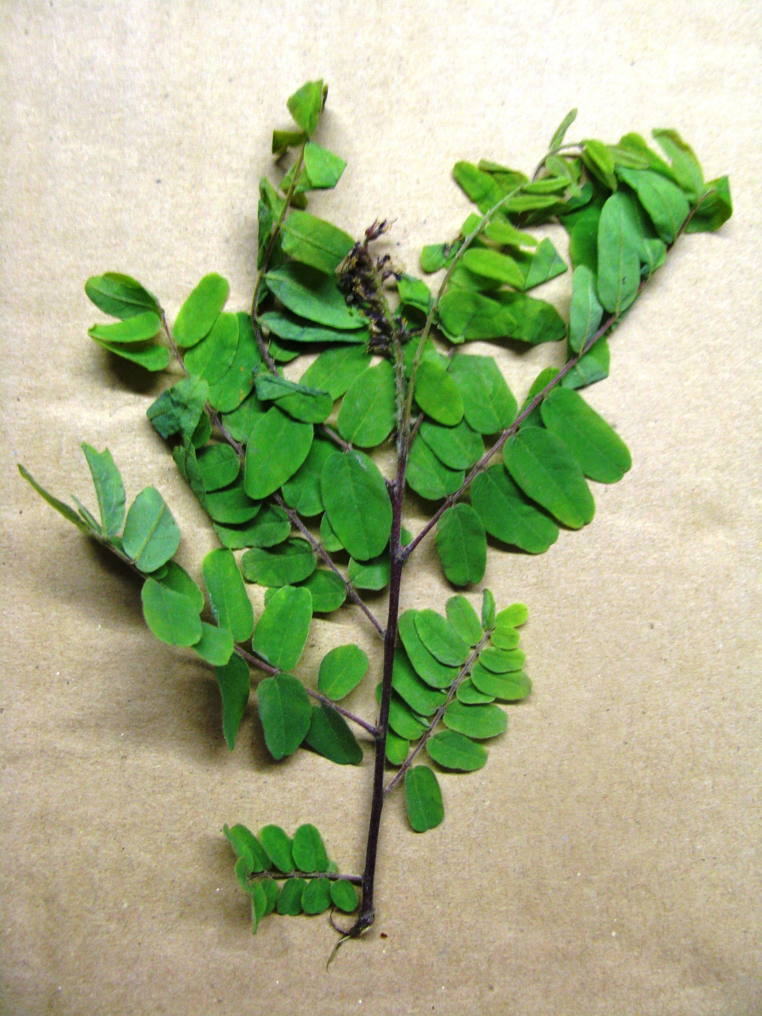 Amorpha schwerinii
