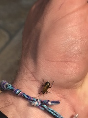 Mimastra cyanura