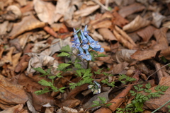 Corydalis ambigua