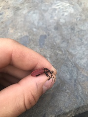 Lycocerus maculicollis