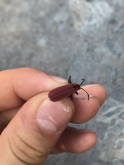 Lycocerus maculicollis