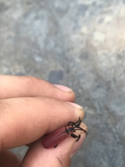 Lycocerus maculicollis